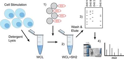 Inhibitory Receptor Trap: A Platform for Discovery of Inhibitory Receptors That Utilize Inositol Lipid and Phosphotyrosine Phosphatase Effectors